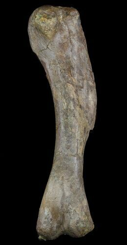 Hadrosaur (Duck-Billed Dinosaur) Humerus - North Dakota #51316